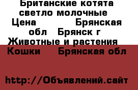 Британские котята светло-молочные › Цена ­ 2 000 - Брянская обл., Брянск г. Животные и растения » Кошки   . Брянская обл.